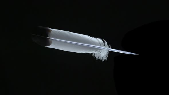 Feather flying in the air, Slow Motion alt