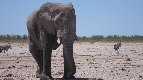 Lonely big elephant on a dry savanna alt