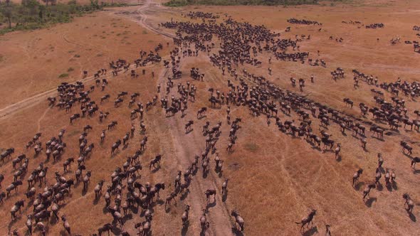Aerial of gnus alt