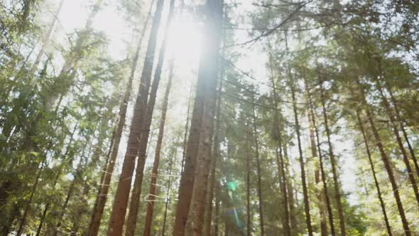 Quick Camera Movement Along Tree Trunks in the Forest in the Sunshine Sunny Day alt