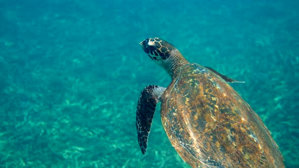 Hawksbill Sea Turtle Slowly Swimming in Blue Water Through Sunlight Try to Find Food on Coral Reef alt