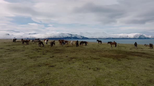 Beautiful Icelandic Horses Running Around in the Field alt