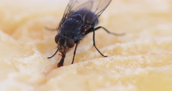 Fly standing on a Piece of Cheese, Normandy, Real Time 4K