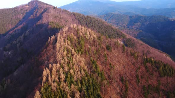 Aerial Shot of a Drone Over an Amazing Colorful Forest in Mountain the Early Evening Spring alt