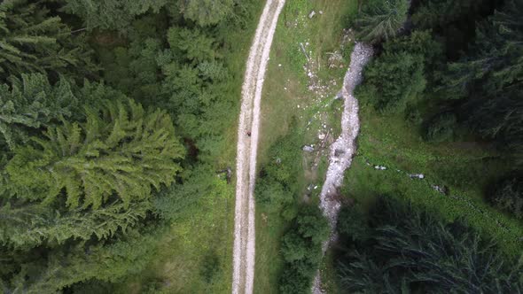 Topdown Aerial View of a Man Hiking on a Trail Revealing the Tall Pine Trees