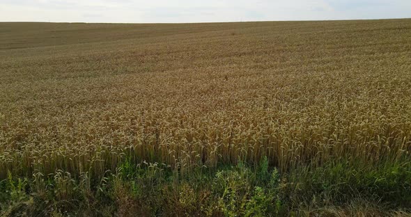 Aerial Shot Over A Field Of Wheat And Sunflower