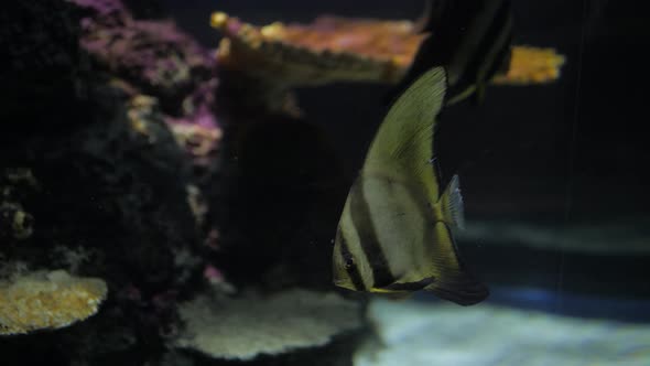 Big Group of the Jack Fish  Reflection Against the Surface in Beautiful Blue Water alt