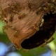 Wasp Hive In The Forest - VideoHive Item for Sale