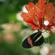 Butterfly Drinking Nectar From Exotic Flower - VideoHive Item for Sale