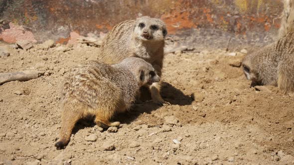 Three Meerkats Digging Holes and Playing with Each Other in a Zoo in Summer  