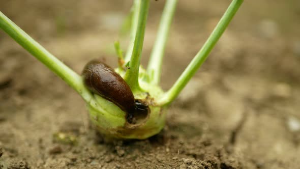Spanish Slug Arion Vulgaris Snail Parasitizes Kohlrabi Cabbage Turnip Gongylodes Moves Garden Field