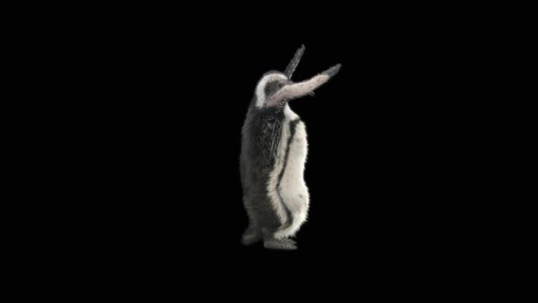78 Penguin Dancing HD alt