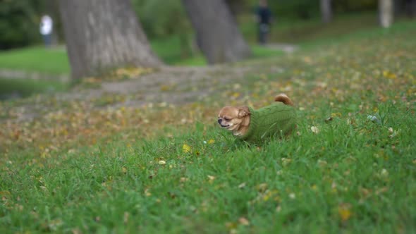 A small dog (chihuahua), dressed in a green knitted pullover, runs to his owner in park.