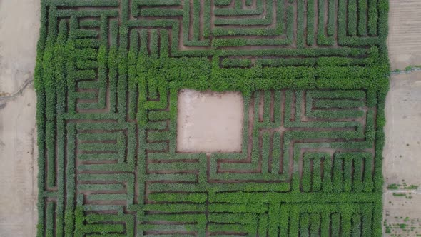 Drone video of a tree maze in Ancon (Lima, Peru) Shot aiming the camera down and flying up. Revealin alt
