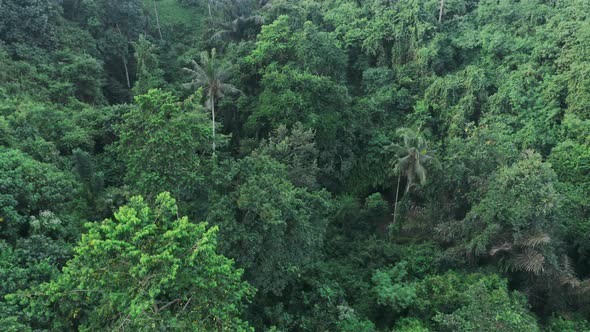 Flying Over a Fabulous Rainforest with Green Trees Palm Trees and Flying White Birds