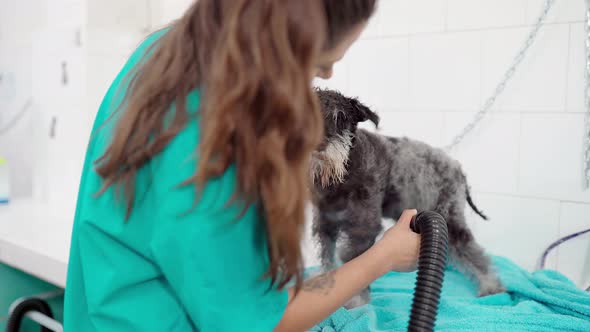 Miniature schnauzer in dog parlor alt