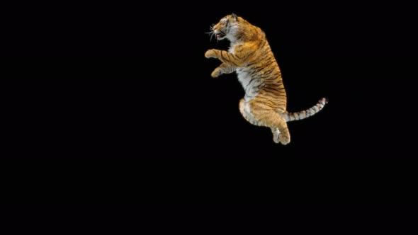 71 Tiger Jumping Down 4K alt