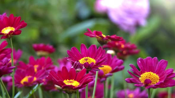 Purple Daisy Flowers In The Wind In Nature 5