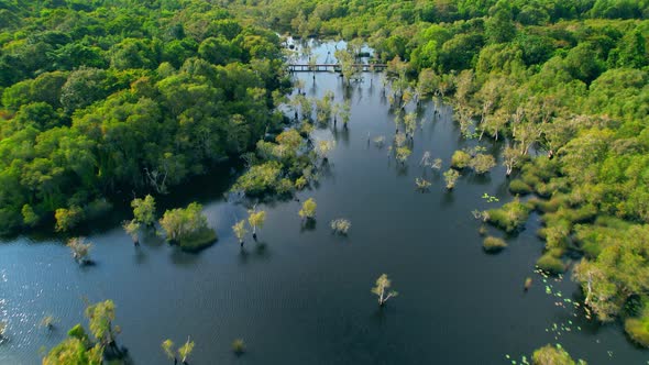 wetlands with various trees represent the integrity of the forest. alt