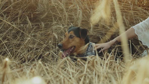 Couple in Love Man and Woman are Playing with Dog in the Field of Spikelets Slow Motion Closeup alt