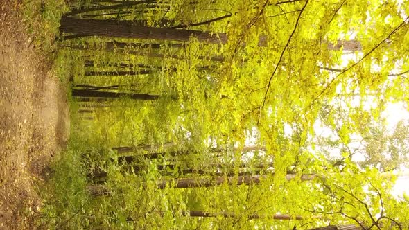 Vertical Video of an Autumn Forest During the Day in Ukraine alt