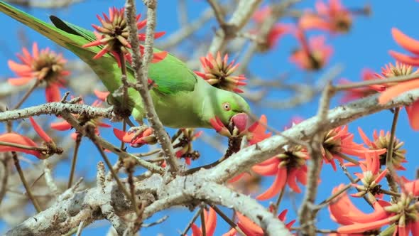 Slow-motion footage of a green Parrot drinks nectar from blooming red flowers