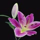 Time-lapse of opening two pink and white lily blossoms - VideoHive Item for Sale