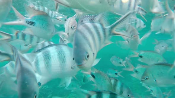 Shoal of tropical fish, Banded butterflyfish, with water surface in background, Indian ocean