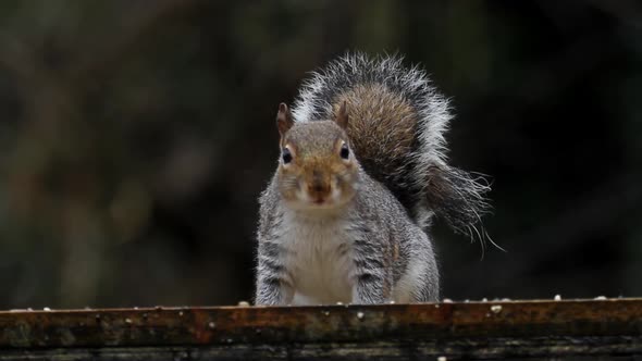 Grey Squirrel, Sciurus carolinensis, British Isles alt