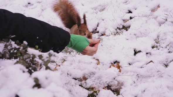 A Girl Feeds a Squirrel From Her Hands in Winter on a Lawn with Snow