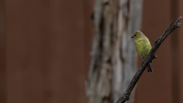 Goldfinch sitting on a branch flies away alt