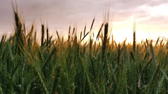 Romantic Sunset Over A Large Field Of Green Wheat In Summer. Sun Rays Through Green Spikelets.