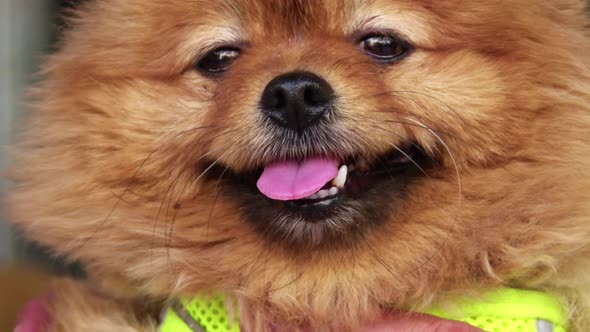 Close Up Shot Of  Cute Small Pomeranian Dog Sitting On A Human Lap 1 alt