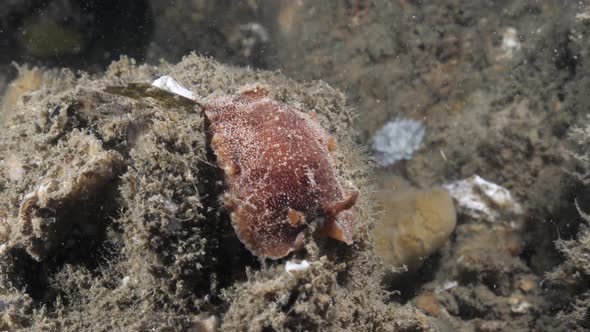 Marine science observation of the Nudibranch species Thordisa spotted on a night time scuba dive. alt