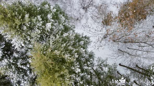 Evergreen pine tree branches, winter aerial view