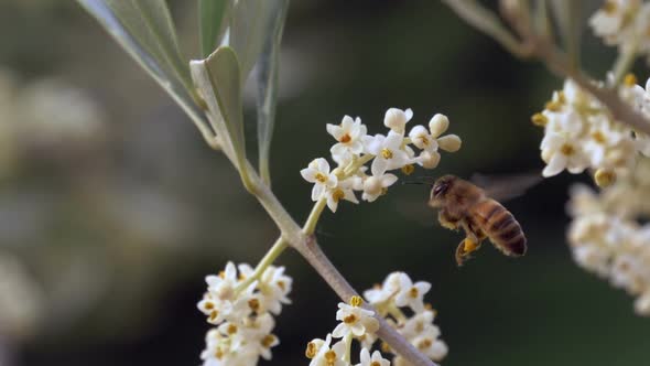 Bee Flower Slow Motion