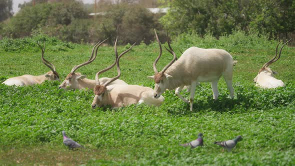 Herd of antelope Addax grazing