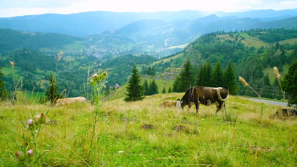 Cows On Mountain Pasture In Green Grass