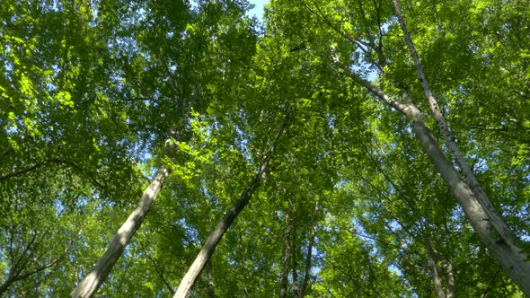 Green Forest in Summer