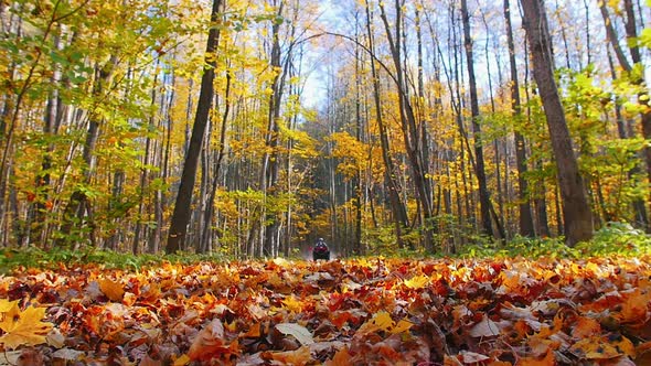 A Man Riding ATV in the Woods on the Orange Leaves - Autumn Season alt