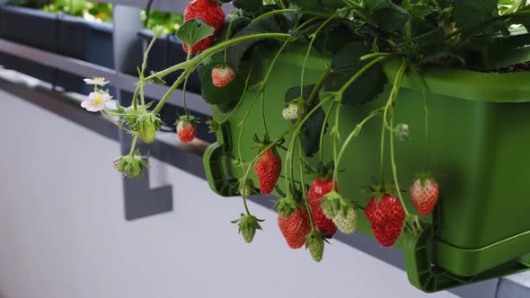 Ripe Juicy Strawberries Grow in Pots on the Balcony alt