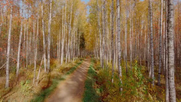 Drone Flying Slow Forward in the Park Over the Path Golden Autumn in the Park Yellow Leaves on the alt