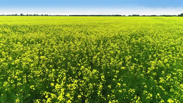 Yellow Rape Field in the Spring. Drone Shot of Blooming Field, Yellow Rape alt