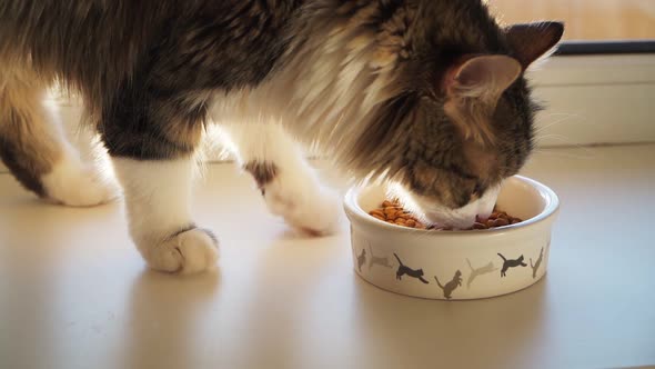Beautiful fluffy cat eating from a white bowl with a pattern of Bouncing kittens. Slow motion alt