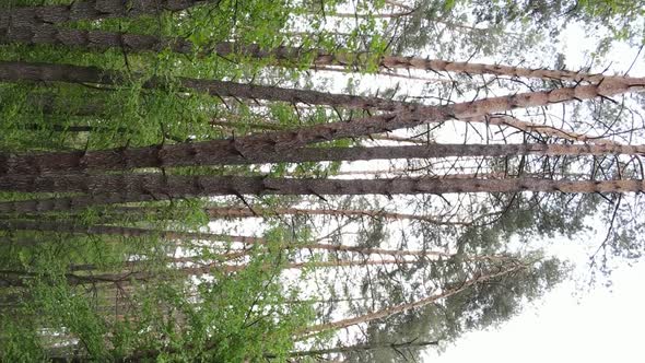 Vertical Video of a Forest with Pine Trees alt