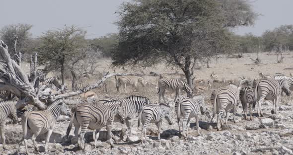 Crowded Zebra Herd Walking on Rocky Ground