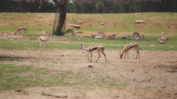 Herd of gazelles grazing