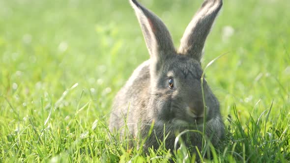 Cute Grey Rabbit Eating a Pink Flower Petal While Laying on Green Grass Field alt