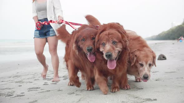 Happy woman walking her dogs on the beach. Healthy leisure time and exercise outdoors. alt