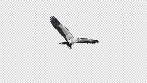Swallowtail Kite - 4K Flying Transition - I